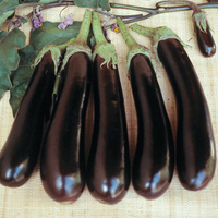  AUBERGINE AUBERGINE-BALUROI F1 (Solanum melongena)-Graines non traitées - Graineterie A. DUCRETTET