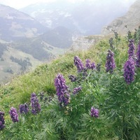 Graines de fleurs ACONIT NAPEL (Aconitum napellus) - Graineterie A. DUCRETTET