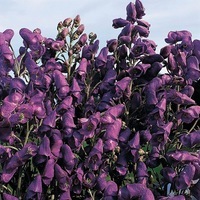 Graines de fleurs ACONIT BLUE BISHOP (Aconitum carmichaelli) - Graineterie A. DUCRETTET