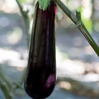  AUBERGINE AUBERGINE-NILO F1 (Solanum melongena)-Graines non traitées - Graineterie A. DUCRETTET
