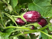  AUBERGINE AUBERGINE-CALLIOPE F1 (Solanum melongena)-Graines non traitées - Graineterie A. DUCRETTET