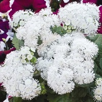 Graines de fleurs AGERATUM HIGH TIDE F1 (Ageratum mexicanum) - Graineterie A. DUCRETTET