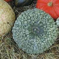 Graines potagères COURGE, POTIRON ET CITROUILLE BIO Marina di Chioggia - Graineterie A. DUCRETTET