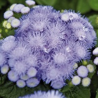 Graines de fleurs AGERATUM BLUE HAWAI 5.0 F1 (Ageratum mexicanum) - Graineterie A. DUCRETTET
