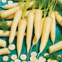 Graines potagères CAROTTE BIO WHITE SATIN F1 - Graineterie A. DUCRETTET