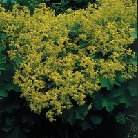 Graines de fleurs ALCHEMILLA THRILLER (Alchemilla mollis) - Graineterie A. DUCRETTET
