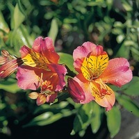 Graines de fleurs ALSTROEMERE LIGTU DR SALTER'S NEW HYBRIDS (Alstroemeria ligtu) - Graineterie A. DUCRETTET