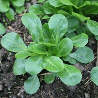 Graines potagères MACHE (ou Rampon ou Doucette ou Salade de blé) GALA (Valerianella locusta) - Graineterie A. DUCRETTET