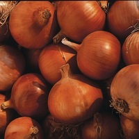 Graines potagères OIGNON BIO Rijnsburger 5 MILOR - Graineterie A. DUCRETTET