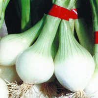  OIGNON OIGNON-de REBOUILLON (Allium cepa)-Graines biologique certifiées - Graineterie A. DUCRETTET