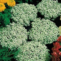 Graines de fleurs ALYSSE CRISTAUX DE NEIGE (Lobularia maritima) - Graineterie A. DUCRETTET