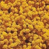  ALYSSE ALYSSE-CORBEILLE D'OR (Alyssum saxatile compactum)-jaune vif - Graineterie A. DUCRETTET