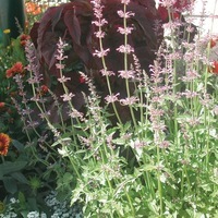 Graines de fleurs AGASTACHE PINK POP (Agastache astromontana) - Graineterie A. DUCRETTET