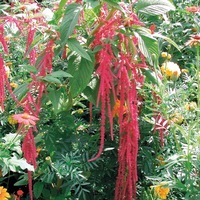 Graines de fleurs AMARANTHE CENTURION (Amaranthus caudatus) - Graineterie A. DUCRETTET