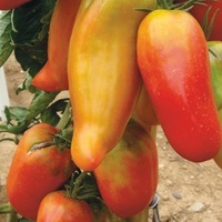  TOMATE ALLONGEE TOMATE ALLONGEE-ANDINE CORNUE (CORNUE DES ANDES) (Solanum lycopersicum)-Graines non traitées - Graineterie A. DUCRETTET