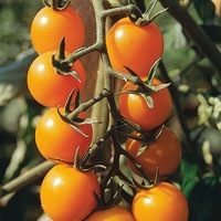 Graines potagères TOMATE CERISE GOLD NUGGET (Solanum lycopersicum) - Graineterie A. DUCRETTET