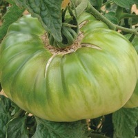  TOMATE CÔTELEE TOMATE CÔTELEE-ANANAS (Solanum lycopersicum)-Graines biologiques certifiées - Graineterie A. DUCRETTET