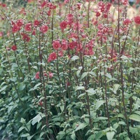 Graines de fleurs ALONSOA WARSCEWICZII (MERIDIONALIS) (Alonsoa meridionalis (ou warscewiczii)) - Graineterie A. DUCRETTET