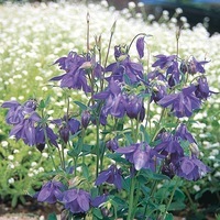 Graines de fleurs ANCOLIE ANCOLIE ALPINA (Aquilegia alpina) - Graineterie A. DUCRETTET