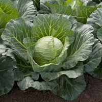 Graines potagères CHOU CABUS SUNTA F1 (Brassica oleracera capitata alba) - Graineterie A. DUCRETTET
