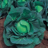 Graines potagères CHOU CABUS ASIATIQUE GREEN RICH F1 (Brassica oleracera capitata alba) - Graineterie A. DUCRETTET