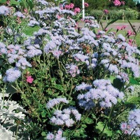 Graines de fleurs AGERATUM PLANETE BLEUE F1 (Ageratum mexicanum) - Graineterie A. DUCRETTET