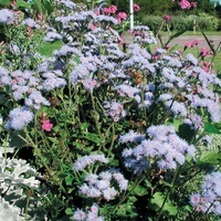 AGERATUM AGERATUM-PLANETE BLEUE F1 (Ageratum mexicanum)-bleu (graines enrobées) - Graineterie A. DUCRETTET