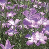 Graines de fleurs AGROSTEMMA ou COQUELOURDE MILAS (COQUELOURDE) (Agrostemma githago - caryophyllacée) - Graineterie A. DUCRETTET