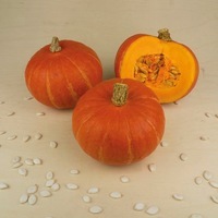 Graines potagères COURGE POTIMARRON BIO BRIGHT SUMMER F1 - Graineterie A. DUCRETTET