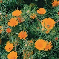 Graines de fleurs ANTHEMIS CRISS CROSS (Anthemis arabica ou Cladanthus arabicus) - Graineterie A. DUCRETTET