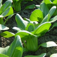 Graines potagères CHOU CHINOIS PAK CHOI GREEN FORTUNE F1 (Brassica campestris) - Graineterie A. DUCRETTET