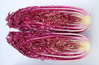 Graines potagères CHOUX CHINOIS PE TSAI SCANSIE F1 (Brassica rapa subsp. pekinensis) - Graineterie A. DUCRETTET