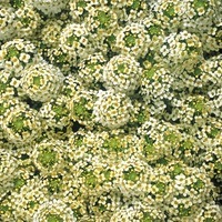 Graines de fleurs ALYSSE EASTER BONNET (Lobularia maritima) - Graineterie A. DUCRETTET