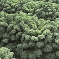  CHOU NON POMME CHOU NON POMME-WINTERBOR F1 (Brassica oleracea)-Graines calibrées non traitées - Graineterie A. DUCRETTET
