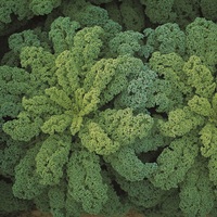 Graines potagères CHOU NON POMME DARKIBOR F1 (Brassica oleracea) - Graineterie A. DUCRETTET