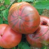  TOMATE RONDE TOMATE RONDE-NOIRE DE CRIMEE (Solanum lycopersicum)-Graines non traitées - Graineterie A. DUCRETTET