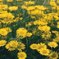 Graines de fleurs ANTHEMIS TINCTORIA (KELWAYI) (Anthemis tinctoria) - Graineterie A. DUCRETTET