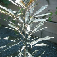  ARALIA ARALIA-ELEGANTISSIMA (Dizygotheca elegantissima)-vert - Graineterie A. DUCRETTET