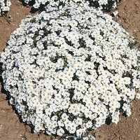  ARENARIA ARENARIA-A. montana (Arenaria montana)-blanc - Graineterie A. DUCRETTET