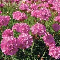 Graines de fleurs ARMERIA A. maritima splendens (Armeria maritima splendens) - Graineterie A. DUCRETTET
