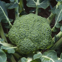 Graines potagères CHOU BROCOLI THUNDER DOME F1 (Brassica oleracera botrytis cymosa) - Graineterie A. DUCRETTET