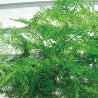  ASPARAGUS ASPARAGUS-NANUS (Asparagus setaceus plumosus nanus)-vert - Graineterie A. DUCRETTET
