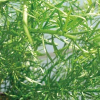 Graines de fleurs ASPARAGUS SPRENGERI (Asparagus densiflorus sprengeri) - Graineterie A. DUCRETTET