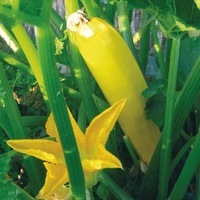 Graines potagères COURGETTE de diversification BIO RHEINGOLD - Graineterie A. DUCRETTET