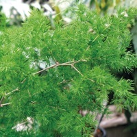  ASPARAGUS ASPARAGUS-MYRIOCLADUS (Asparagus retrofractus)-vert - Graineterie A. DUCRETTET