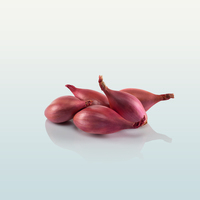 Graines potagères ECHALOTE INNOVATOR F1 (Allium cepa) - Graineterie A. DUCRETTET