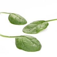 Graines potagères EPINARD MEERKAT F1 (Spinacia oleracea) - Graineterie A. DUCRETTET