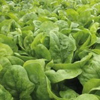 Graines potagères EPINARD MOLOKAÏ F1 - Graineterie A. DUCRETTET