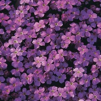 Graines de fleurs AUBRIETIA DELTOIDE (Aubrietia x cultorum) - Graineterie A. DUCRETTET