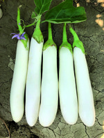  AUBERGINE AUBERGINE-BIANCHINA F1 (Solanum melongena)-Graines non traitées - Graineterie A. DUCRETTET